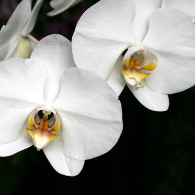 Bien-être et grossesse