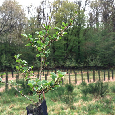 L’appel de la forêt de FAGUO