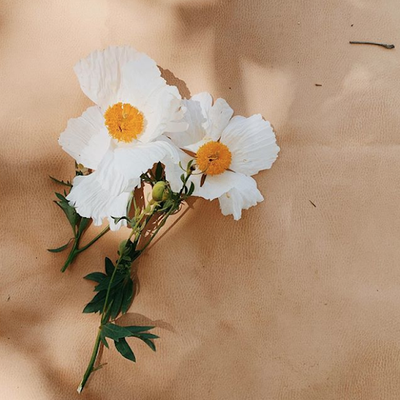 émoi émoi en temps de Coronavirus